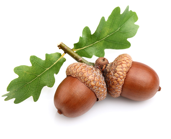 Dried acorns with leaves